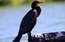 Adventure and Wildlife Watch Kayak Rentals in Sarasota