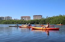 Adventure and Wildlife Watch Kayak Rentals in Sarasota