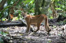 Corcovado National Park Hike - From Uvita