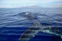 Kayak Whale Watching Tour