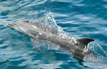 Dolphin and Snorkeling Trip with Costa Rican Companies