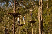 Tree climbing among the araucarias