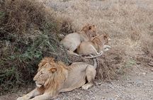 2 Days Lodge Safari – Tarangire & Ngorongoro Crater