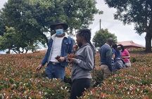 Purple Tea Farm Tour from Nairobi City - Specialty Tea Tasting