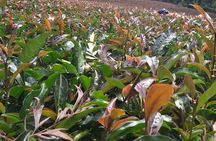 Purple Tea Farm Tour from Nairobi City - Specialty Tea Tasting
