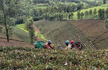 Purple Tea Farm Tour from Nairobi City - Specialty Tea Tasting