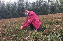 Purple Tea Farm Tour from Nairobi City - Specialty Tea Tasting
