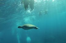 Kayak Route along the Volcanic Coast in Tenerife South with Snorkeling