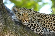 8 Days / 7 Nights 2021 / 2022 Wildebeest Migration Safari - Maasai Mara Reserve