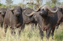 8 Days / 7 Nights 2021 / 2022 Wildebeest Migration Safari - Maasai Mara Reserve
