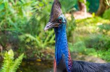 Half-Day Daintree Rainforest Tour 