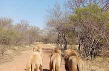 Guided Walking with Lions Bush-walk Tour