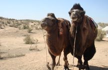 Desert Yurt Camp tour - 2 days (shared)