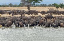 Mikumi National Park 2 Days 1 Nights