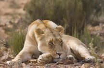 Private Tour: A full day Aquila Safari the big 5 Game Drive