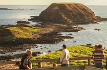 Phillip Island Penguin Parade, Wildlife and Beach Boxes Bus Tour