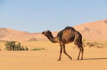 From Marrakech: 3 Days Desert Tour To Merzouga Camp & Camel Trek
