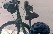 Hidden Gems Foodie Bicycling Tour of Downtown St Petersburg