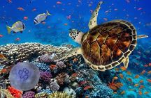 Full-dayTurtle Adventure: ATV, Zipline, Cenote & Turtle Swim