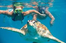Full-dayTurtle Adventure: ATV, Zipline, Cenote & Turtle Swim