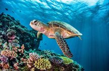 Full-dayTurtle Adventure: ATV, Zipline, Cenote & Turtle Swim