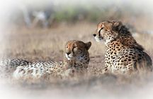  3 Night & 4 Day Private Kruger Park Safari