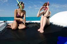Shallow Water Snorkeling and Dolphin Watching in Key West