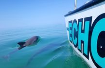 Shallow Water Snorkeling and Dolphin Watching in Key West