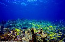 MUSA Museum and Colorful Reef 2 Tank Dive-Certified Divers