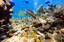 MUSA Museum and Colorful Reef 2 Tank Dive-Certified Divers