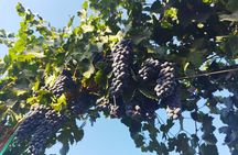 Quiero mas vino, valle de Guadalupe Tours