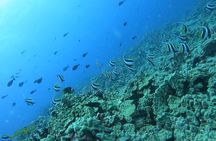 Guided Snorkel Tour for Beginners in Honolulu 