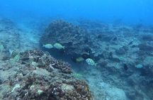 Guided Snorkel Tour for Beginners in Honolulu 