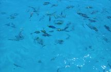 Fullday trip to Pungume and Uzi Island for Snorkeling and more