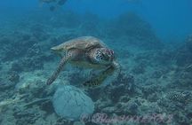 Incredibly Fun 2-Tank Boat Dive from Waikiki -Beginners Welcome