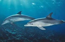 Fullday trip to Pungume and Uzi Island for Snorkeling and more