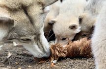 Meet Taivas & the Arctic Wolves - Private Tour