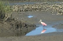 Adventure Boat Tours - One Hour Dolphin/Eco/History/Sightseeing Boat Tour