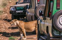 2-Day Nyerere National Park , Boat Safari & Game Drive