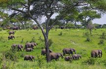 4-Day Tanzania Camping Safari