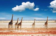 4-Day Tanzania Camping Safari