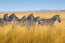 5-Day Ngorongoro Crater and Lake Manyara Safari from Arusha