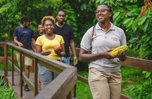 Project Chocolat Tree to Bar Tour at Hotel Chocolat Saint Lucia