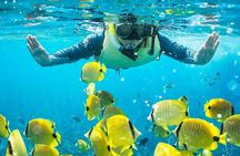 Kona Shore Excursion: Wild Dolphin Reefs Snorkel and Sea Caves 