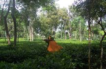 5-Day Sightseeing Tour in Srimangal and Sylhet