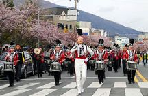 Full-Day Jinhae Cherry Blossom festival Private tour