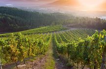 Guided Winery tour and Wine tasting in Pontevedra