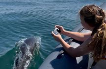 Private Coastal Boat Tour in Torquay