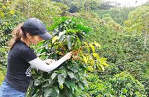 Private coffee tour near Medellín, from bean to cup.