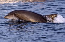 DOLPHIN WATCHING | Pula Boat
